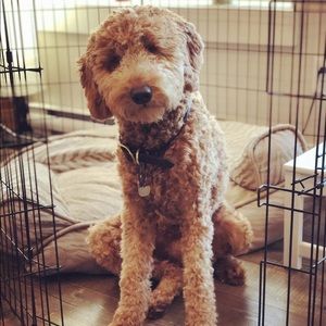 Meet your Posher, Dawn